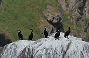 Cormorants.